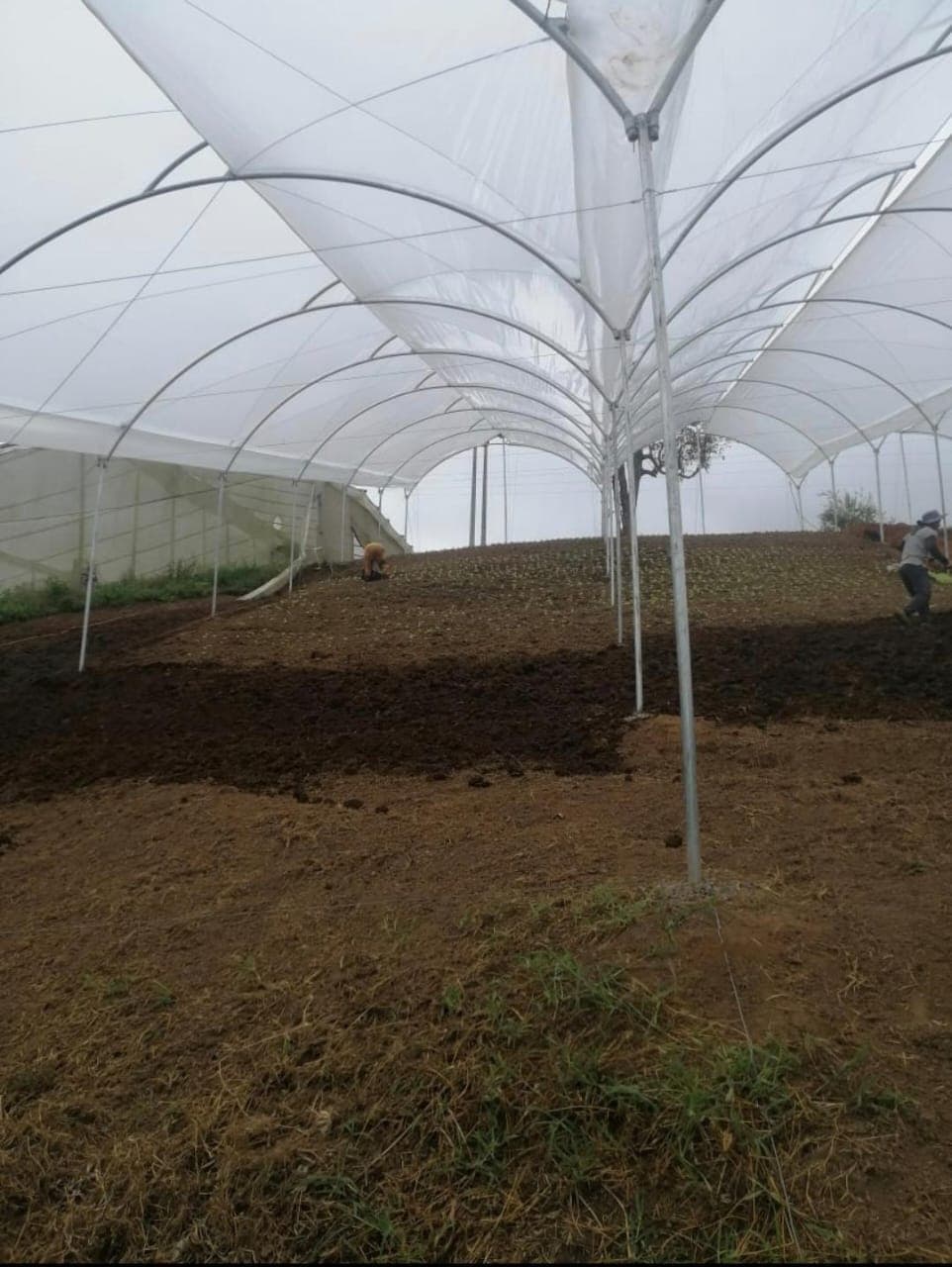 Foto 1 de Construcción de invernaderos en campo