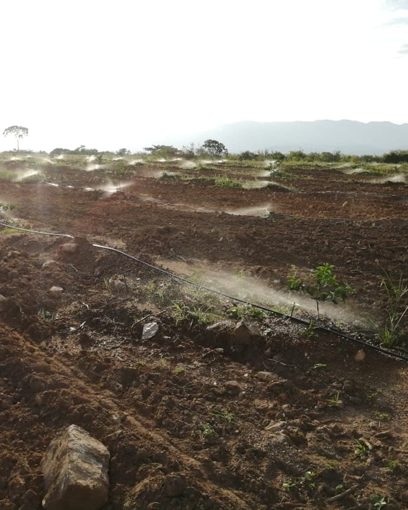 Foto 2 de Nebulización en campo