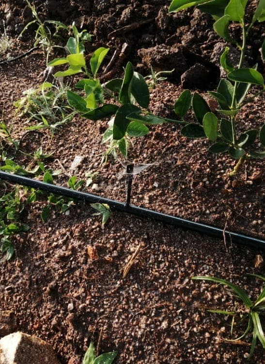 Foto 4 de Nebulización en campo