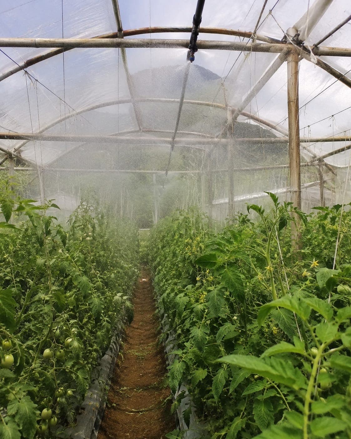 Foto 1 de Nebulización en campo
