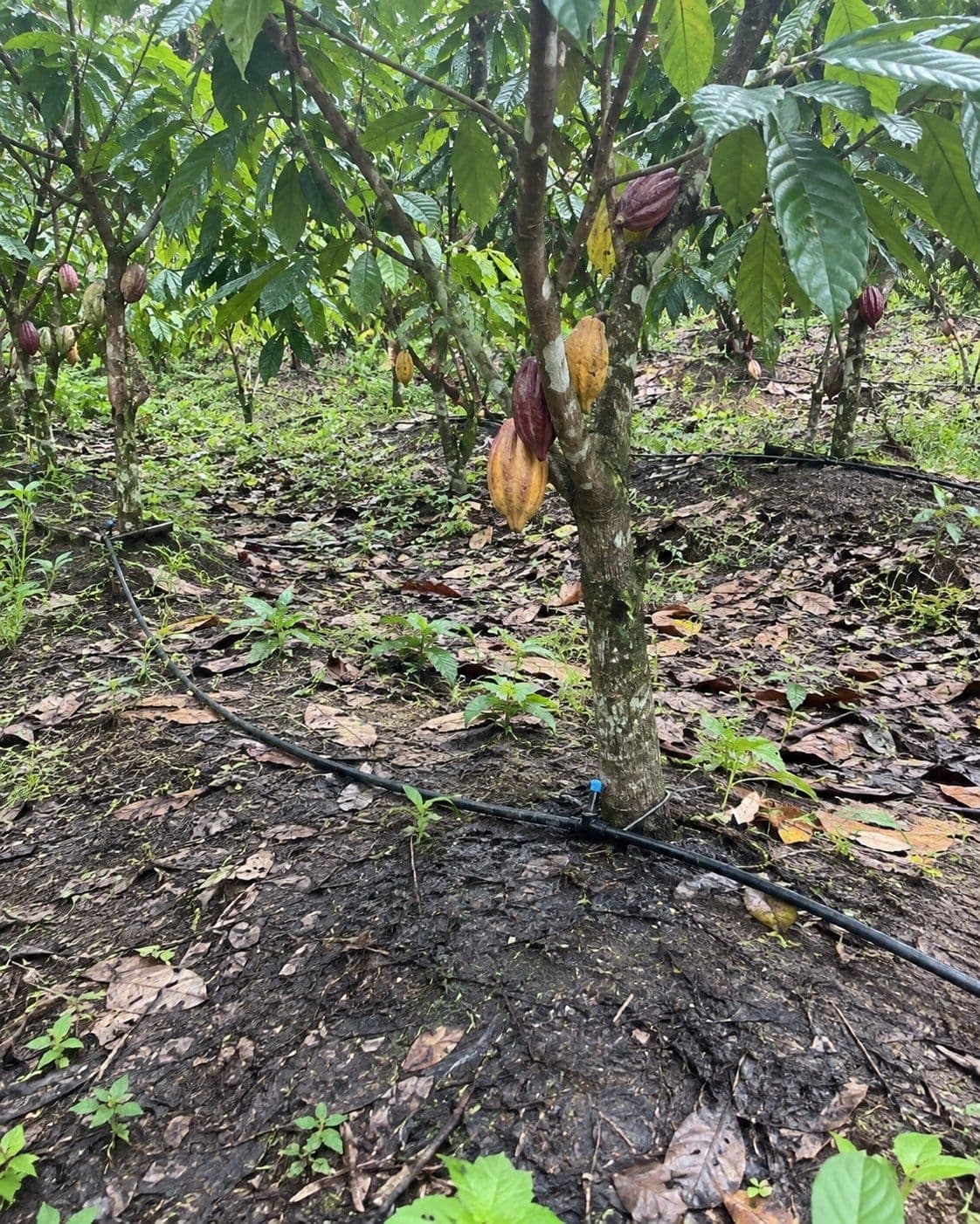 Manguera de riego por goteo entre árboles de cacao