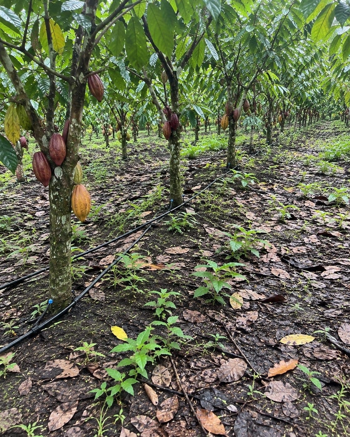 Cultivo de cacao con sistema de riego por goteo