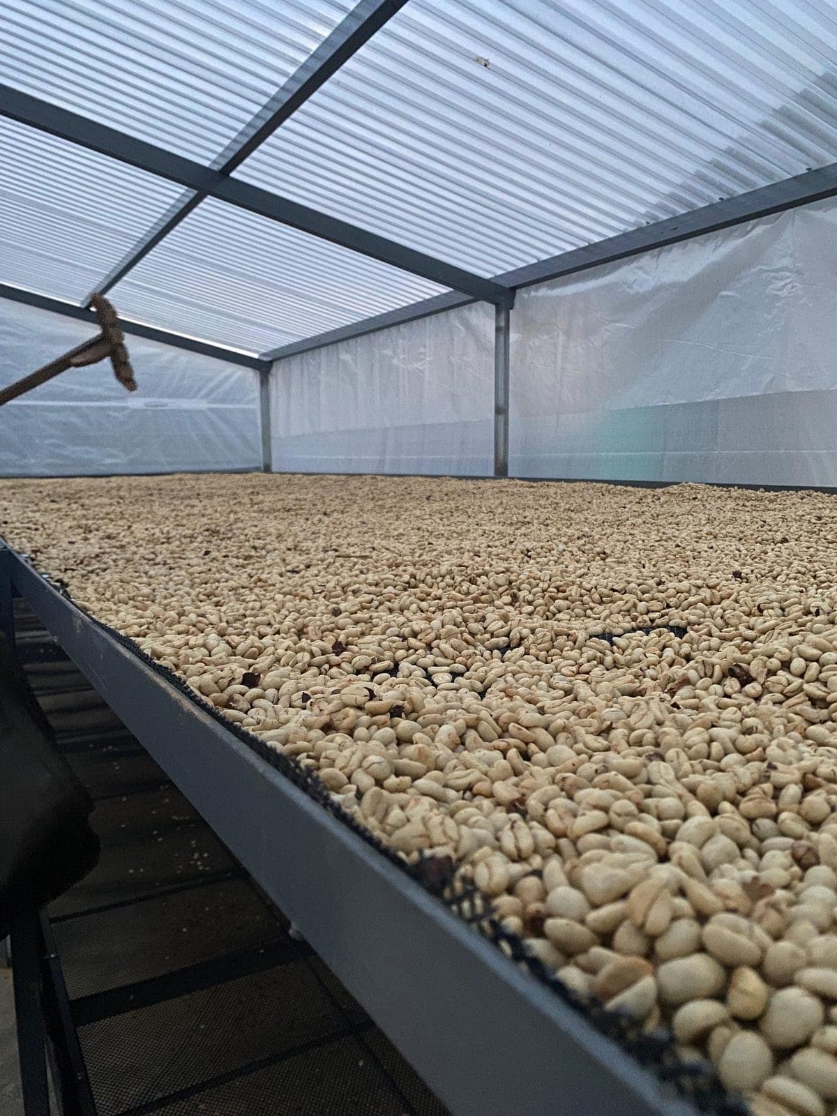 Café en secado sobre la marquesina
